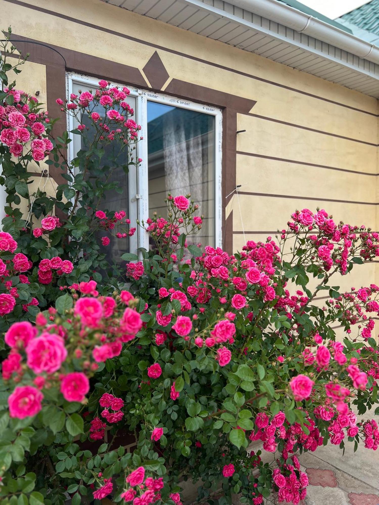 Svetlana Guest House Bokonbayevo Exterior photo